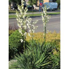 Juka karolińska - Yucca filamentosa